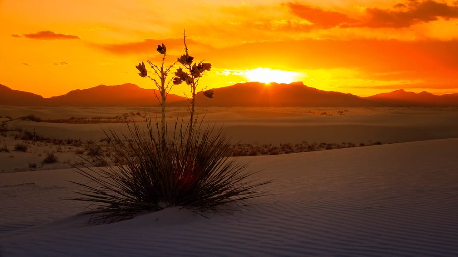 White Sands Vacation Guide 2025